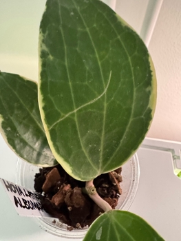 Hoya latifolia albomarginata kasvi