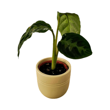Samettimaija - Calathea warscewiczii