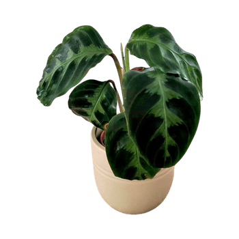 Samettimaija - Calathea warscewiczii