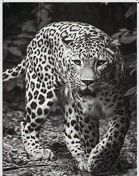 Leopard canvas print