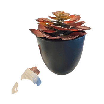 Koristekasvi ruukulla