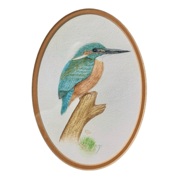 Kingfisher drawing in frame