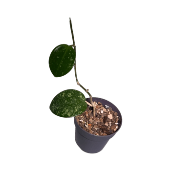 hoya verticillata heart leaf