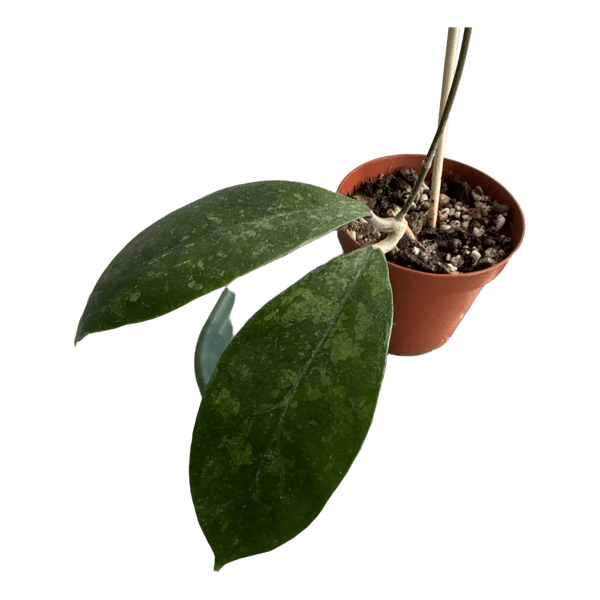 Hoya chicken farm