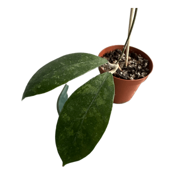Hoya chicken farm