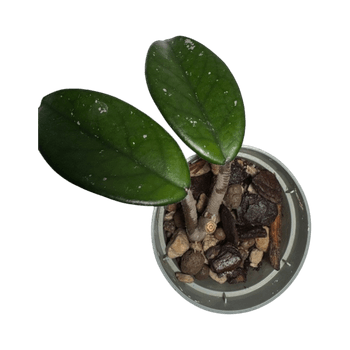 Hoya carnosa 