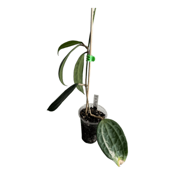 Hoya sp Mount Rimau
