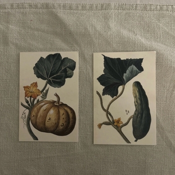 Nature / Vegetable Pictures / Postcards
