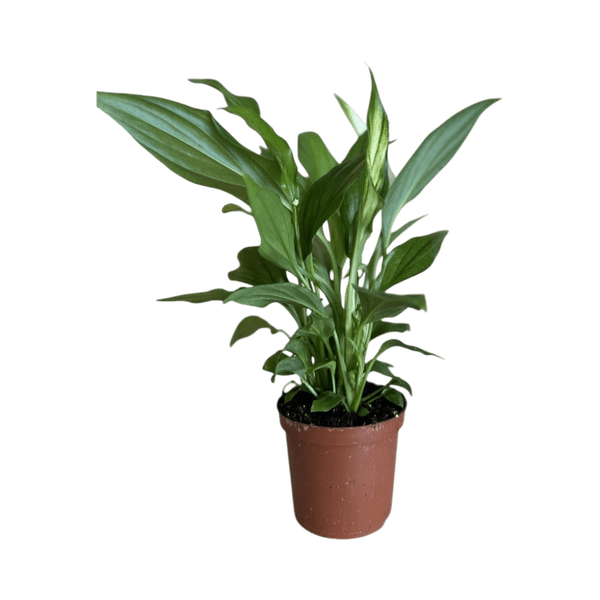 Peace lily plant, natural air purifier