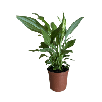 Peace lily plant, natural air purifier
