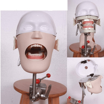 Dental phantom head model
