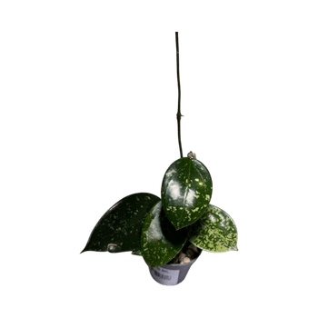 hoya verticillata lao