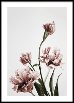 Pink Tulipe Art Print