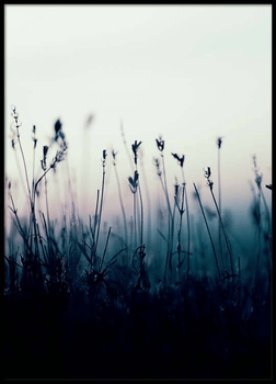 Plants At Sunrise Art Print