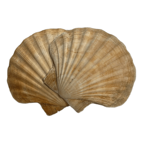Muslingeskaller