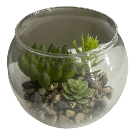Plante