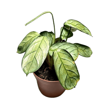 Maranta leuconeura mint