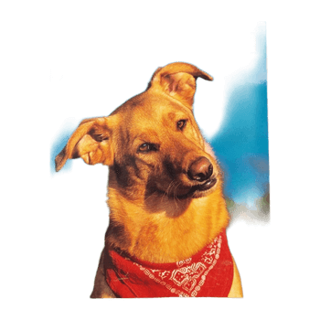 Kirja accessory