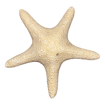 Decorative starfish