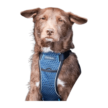 Dog harness for large dog