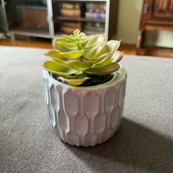 Small pot with faux plant