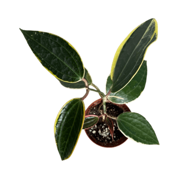 hoya latifolia albomarginata